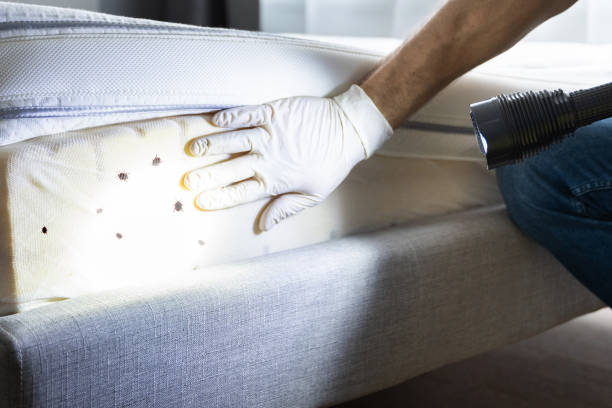 Best Residential Pest Control  in Rupert, WV